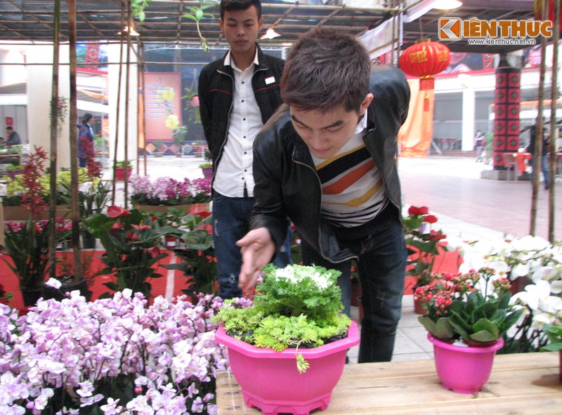 Doc dao hoa bonsai choi Tet “chi Lao Cai moi co“-Hinh-14